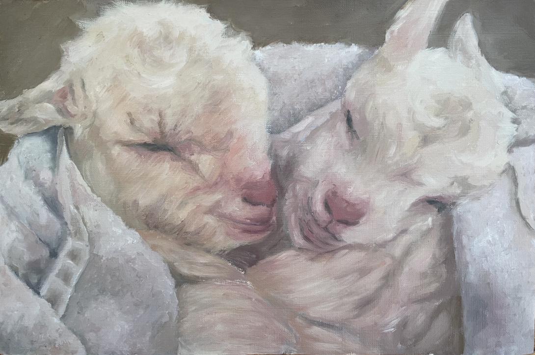 Softness of the Lambs